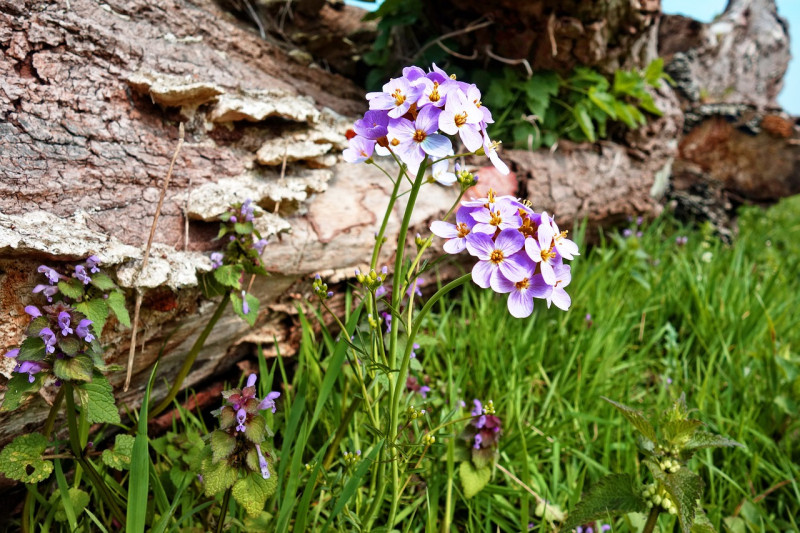 Cardamine pratensis - vlinderbloemen - voor de tuin - laagblijvend - inheems